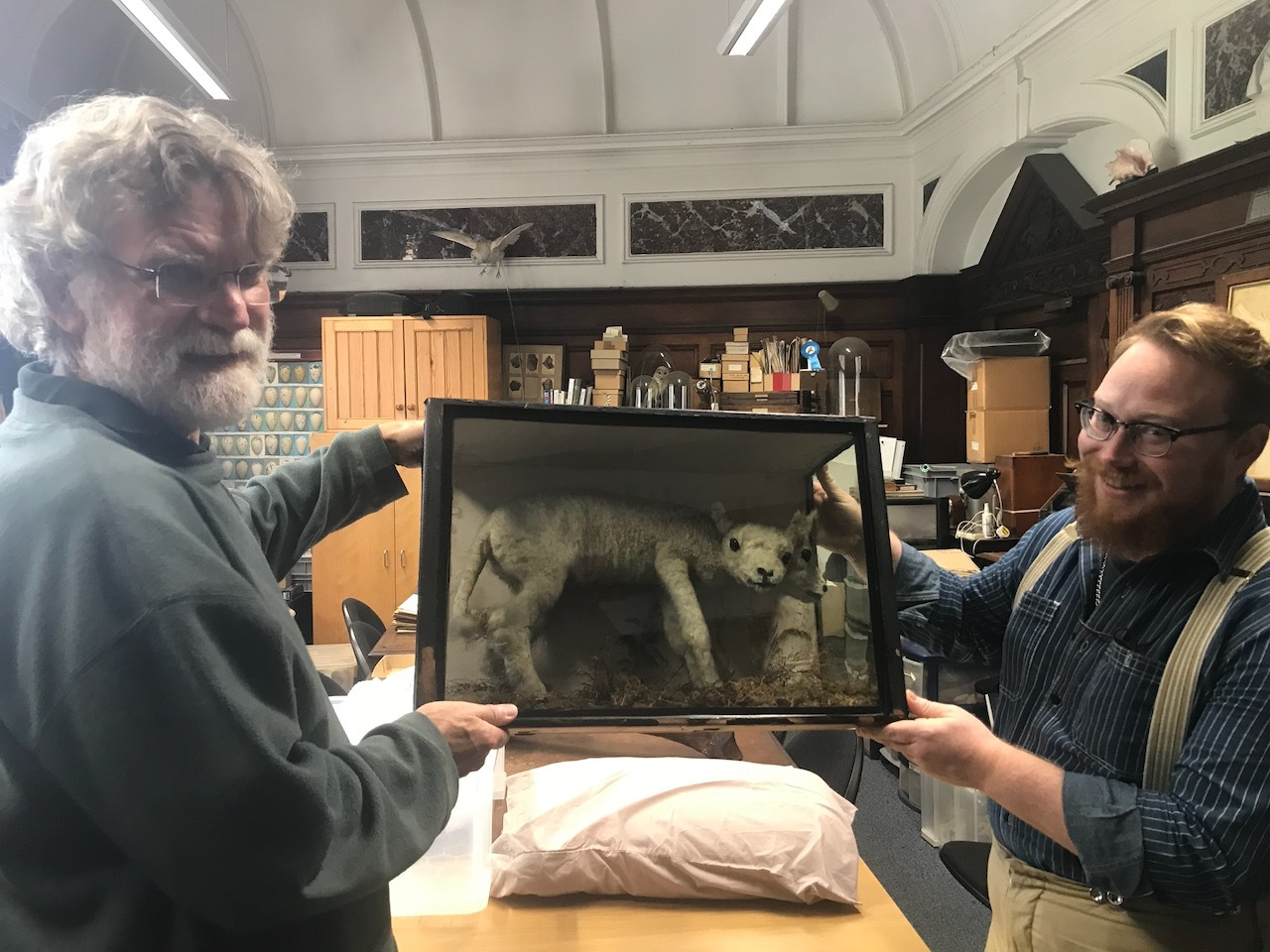Image shows retired Senior Natural History Curator Tony and Senior National History Curator David Waterhouse holding the case that contains the Cater Museum's famous two-headed lamb between them. Both Tony and David are smiling.