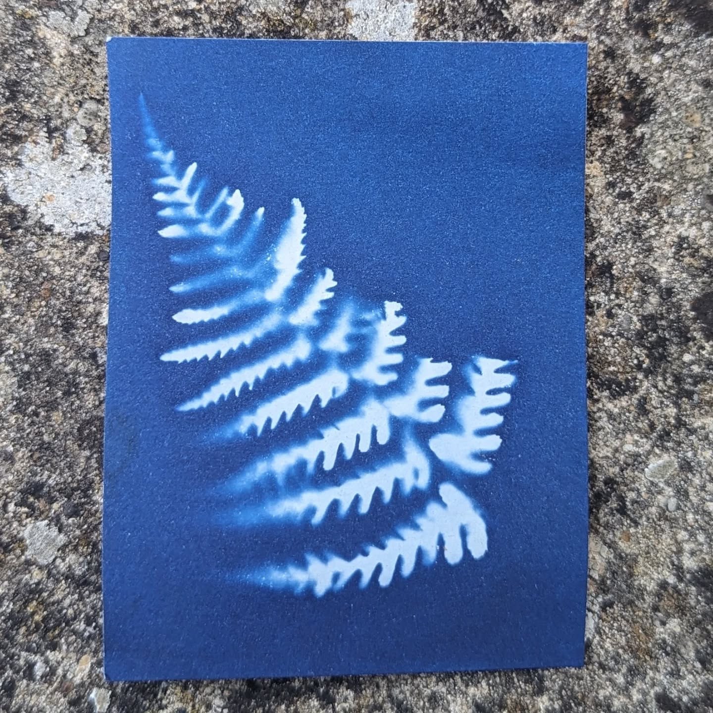 A cyanotype print of a fern. The photographic printing process produces Prussian blue images by exposing coated paper to ultraviolet (UV) light, which then turns a rich blue when washed in water. Where the  UV light is blocked (in this case by the fern) the paper remains pale.