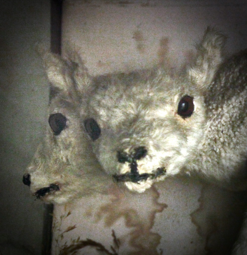 Restoration Project:  The two-headed lamb update #2